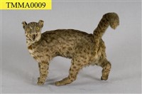 Leopard Cat Collection Image, Figure 1, Total 12 Figures
